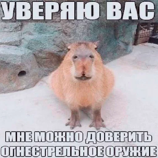 capoeporolvbelb 8
