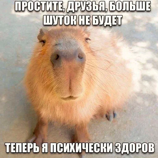 capoeporolvbelb 9