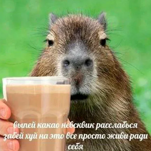 capoeporolvbelb 16