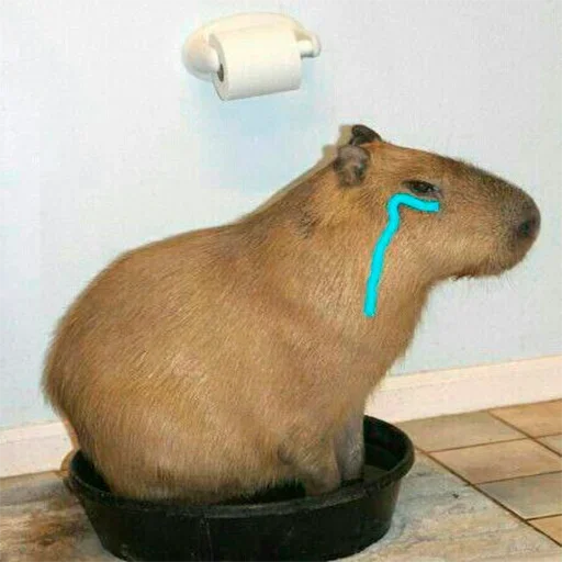 capoeporolvbelb 20
