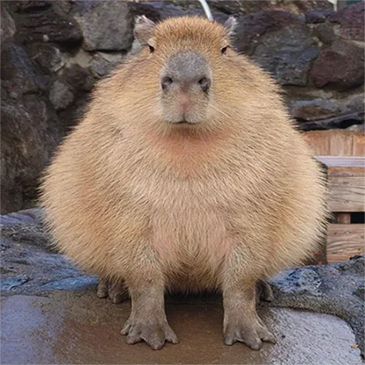 capoeporolvbelb 21