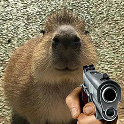 capoeporolvbelb 25