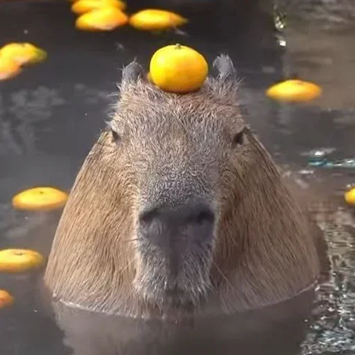 capoeporolvbelb 32