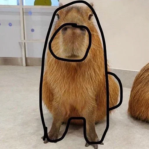 capoeporolvbelb 33