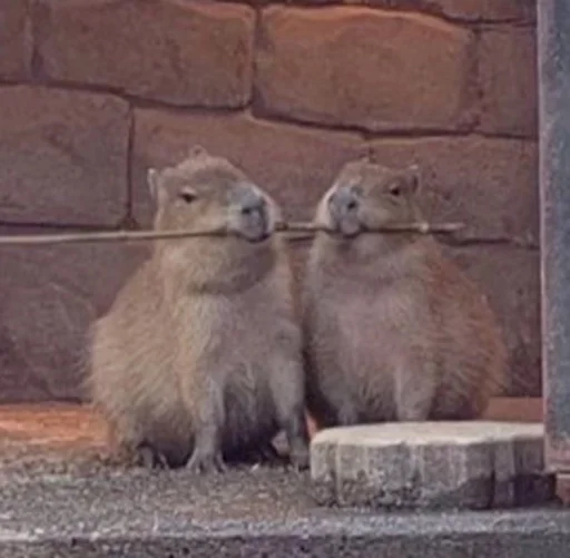 capybaracool 1