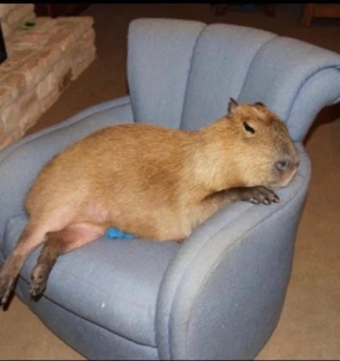 capybaracool 2