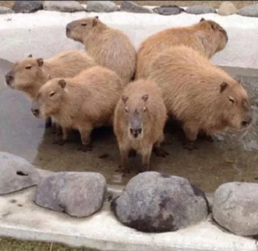 capybaracool 4