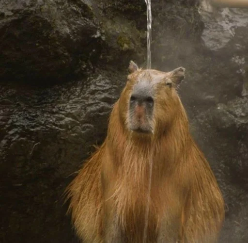 capybaracool 6