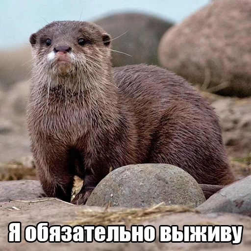 citatyotter 1