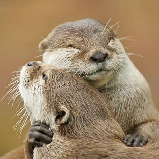 citatyotter 2