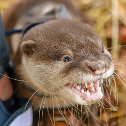 citatyotter 3