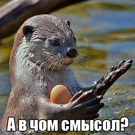 citatyotter 4