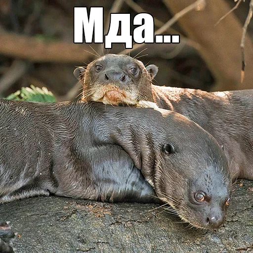 citatyotter 5