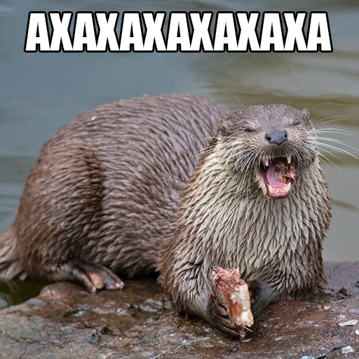 citatyotter 6
