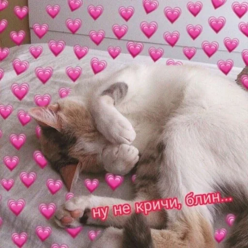 cutecats100 6