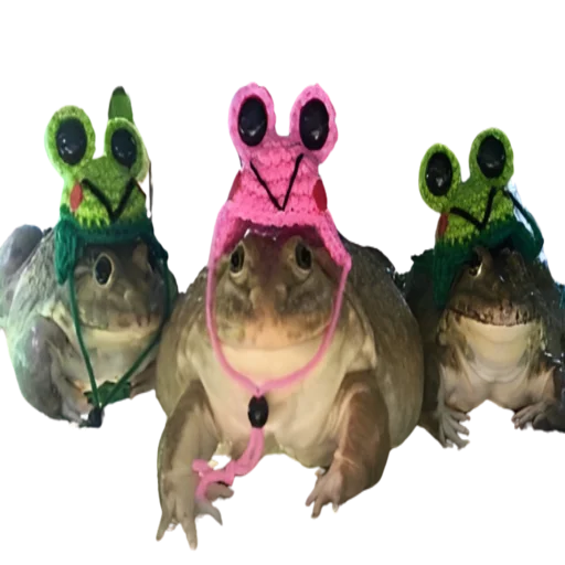 frogeMI 2