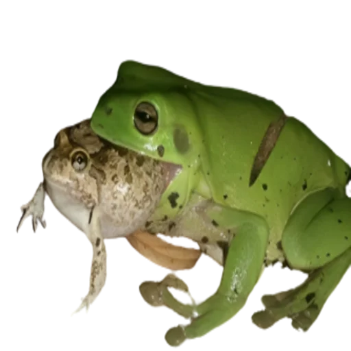 frogeMI 3