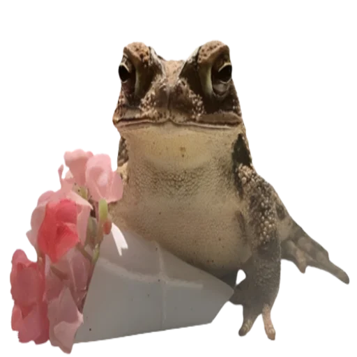 frogeMI 5