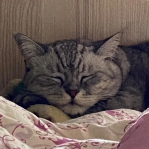lucpus 1