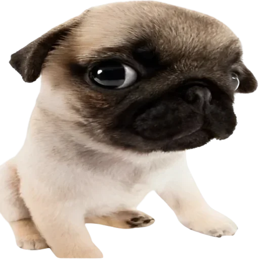 normtipDOGGY 1