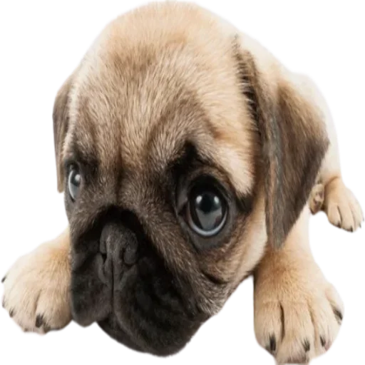 normtipDOGGY 2