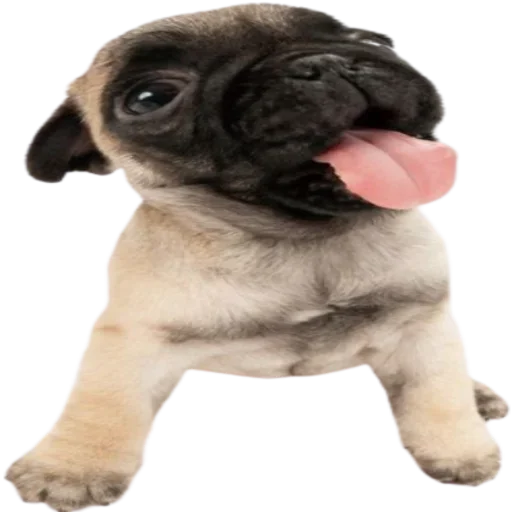 normtipDOGGY 3