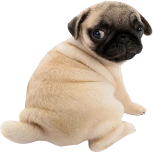normtipDOGGY 4