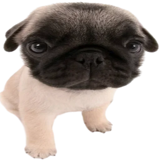 normtipDOGGY 5