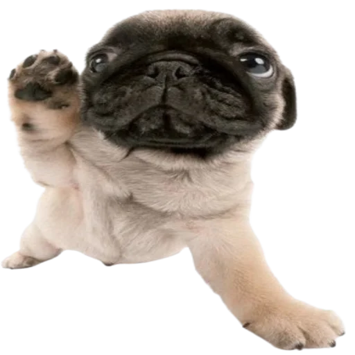 normtipDOGGY 6