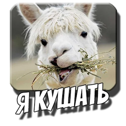 pack_alpac 1