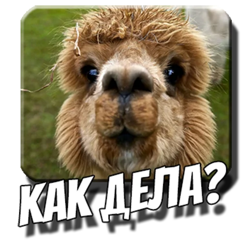 pack_alpac 2
