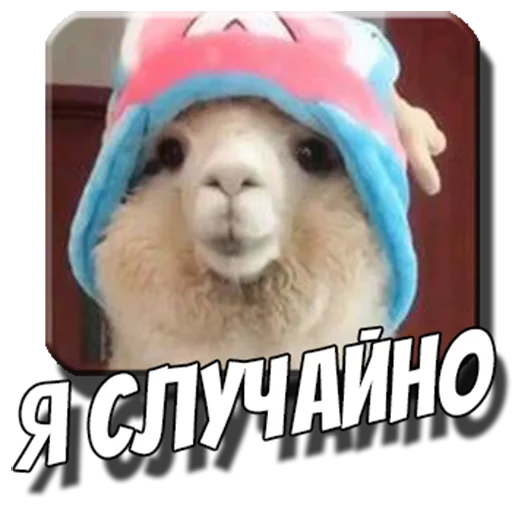 pack_alpac 3
