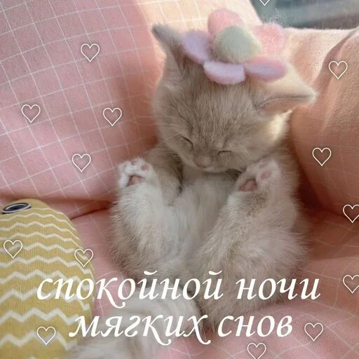 pictureforcutepeople1 1