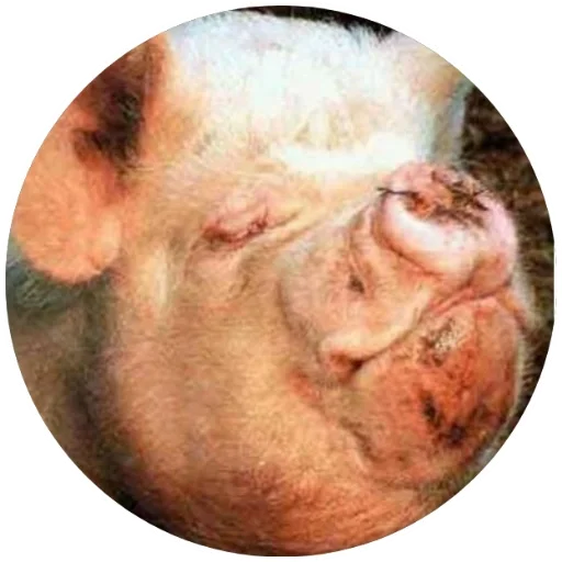 pigsalo 2