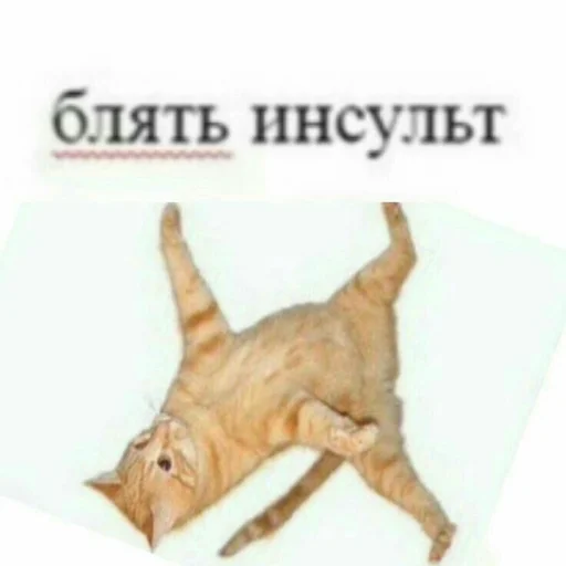 randompackbog 2