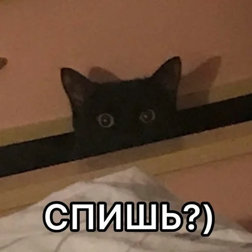 randompackbog 5