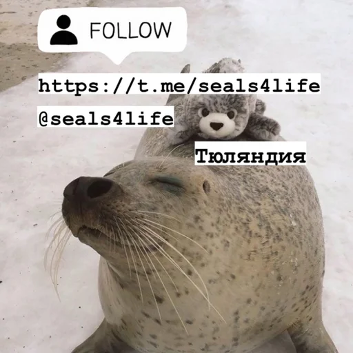 seals4life 1