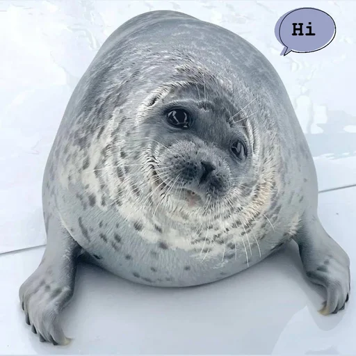seals4life 6